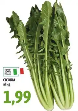 Madis Cicoria offerta