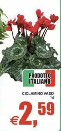 Pewex Ciclamo in vaso offerta