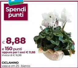 Unicoop Ciclamino offerta