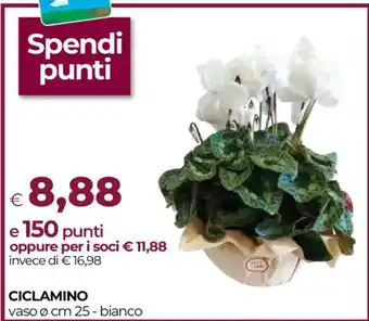 Ciclamino