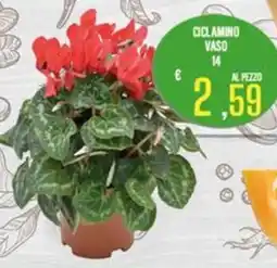 Supermercati EffePiù Ciclamino vaso offerta