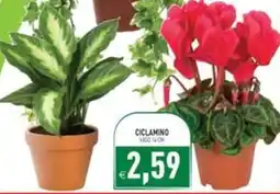 Pim Supermercati Ciclamino offerta