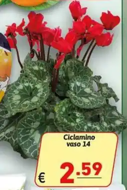Ipercarni Ciclamino offerta