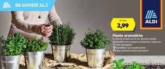 ALDI Piante aromatiche offerta