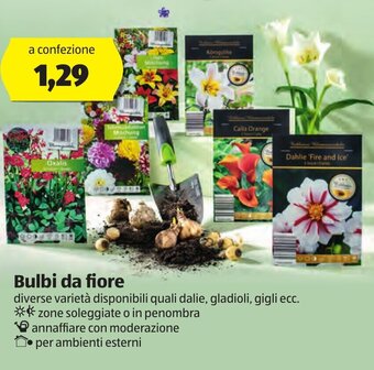 ALDI Bulbi da fiore offerta