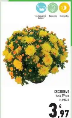 Conad CRISANTEMO offerta