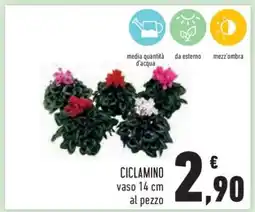 Conad CICLAMINO offerta