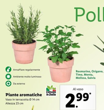 Lidl Piante aromatiche offerta