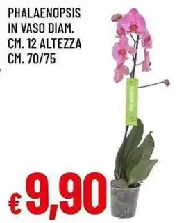 Famila Superstore Phalaenopsis in vaso offerta
