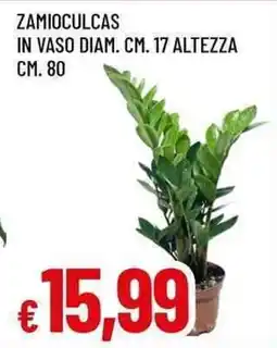 Famila Superstore Zamioculcas offerta