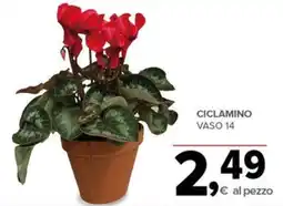 Todis Ciclamino offerta