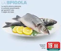 Altasfera Spigola offerta