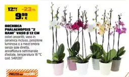 OBI Orchidea Phalaenopsis "2 rami" offerta