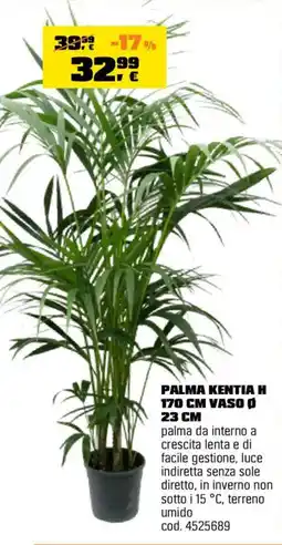 OBI Palma Kentia offerta