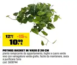 OBI Pothos basket in vaso Ø 20 cm offerta