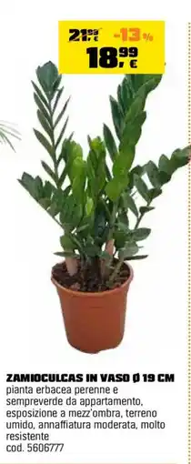 OBI Zamioculcas in vaso Ø 19 cm offerta