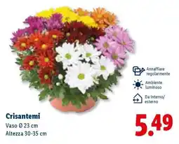 Lidl Crisantemi offerta