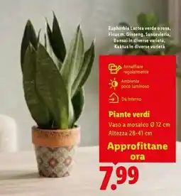 Lidl Piante verdi offerta