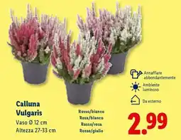 Lidl Calluna vulgaris offerta