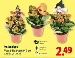 Lidl Kalanchoe offerta