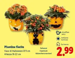 Lidl Piantine fiorite offerta