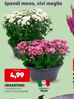 ALDI Crisantemo offerta