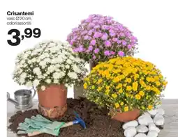 In'S Mercato Crisantemi offerta