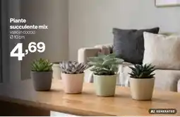 In'S Mercato Piante succulente mix offerta