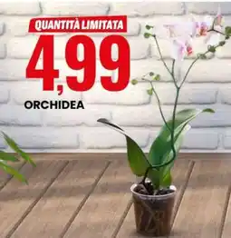 Eurospin Orchidea offerta