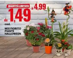 Eurospin Mix Fiorito Piante Halloween offerta