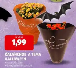 ALDI KALANCHOE A TEMA HALLOWEEN offerta
