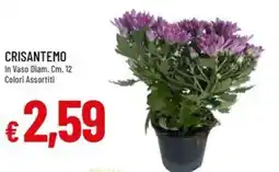 Galassia Crisantemo offerta