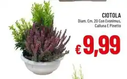 Galassia Ciotola con Evonimus, Calluna e Pinetto offerta