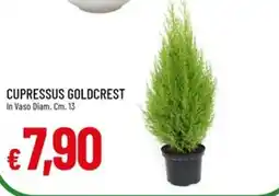 Galassia Cupressus Goldcrest offerta