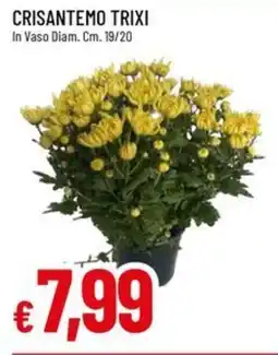 Galassia Crisantemo Trixi offerta