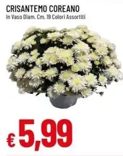 Galassia Crisantemo coreano offerta