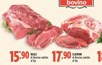 Reale di Bovino adulto