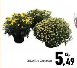 Conad Superstore Crisantemi colori vari offerta