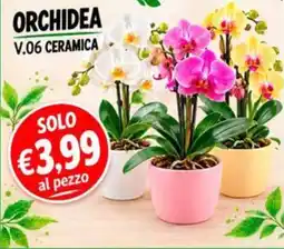 D'Italy Orchidea V.06 Ceramica offerta