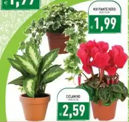 Iperfamily Mix piante verdi offerta