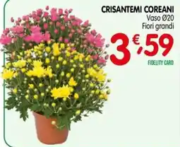 D'Ambros Crisantemi coreani offerta