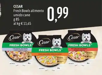 Cesar Fresh Bowls alimento umido cane