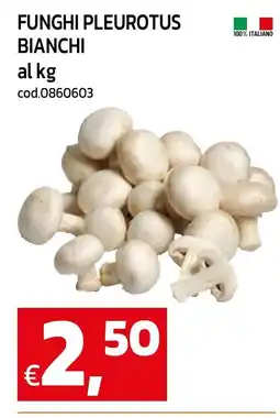 C+C maxigross Funghi Pleurotus Bianchi offerta