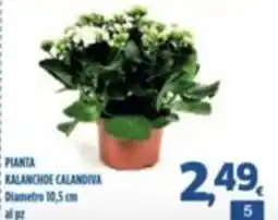 Orizzonte Supermercati Pianta Kalanchoe Calandiva offerta