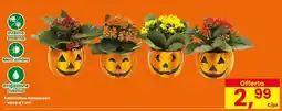Interspar Kalanchoe Halloween offerta