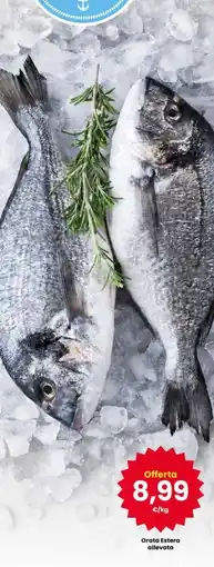 Interspar Orata Estera allevata offerta