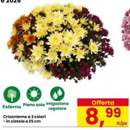 Interspar Crisantemo a 3 colori offerta