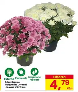 Interspar Crisantemo o Margherita Coreana offerta