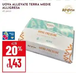 Pan Uova allevate terra medie Alligresa offerta