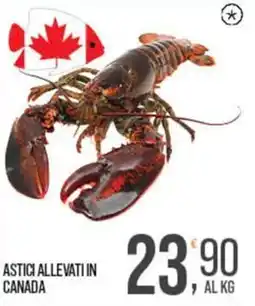 Cash pro Astici allevati in Canada offerta